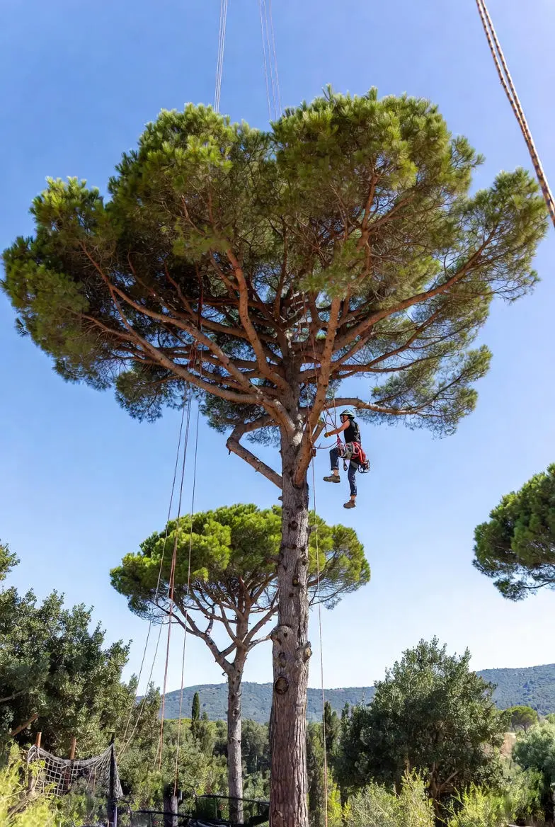 Abattage d'arbres sécurisé Grasse Cannes Antibes