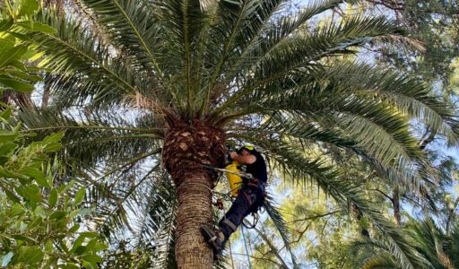 Traitement charançon rouge Grasse