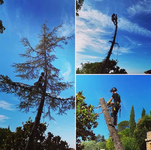 Chantier d'élagage d'un arbre