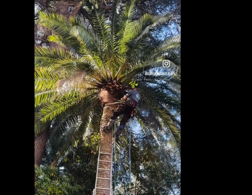 Traitement de palmiers contre le charançon
