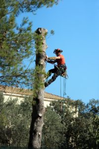 Abattage d'arbres en toute sécurité, même en milieu urbain.