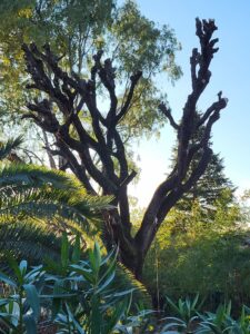 Abattage d'arbres en toute sécurité, même en milieu urbain.