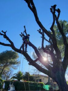Abattage d'arbres en toute sécurité, même en milieu urbain.
