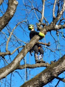 Élagage professionnel pour la santé et la beauté de vos arbres.