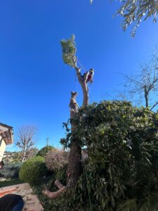 Abattage d'arbres en toute sécurité, même en milieu urbain.