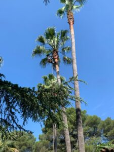 Abattage d'arbres en toute sécurité, même en milieu urbain.