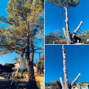 Abattage d'arbres en toute sécurité, même en milieu urbain.